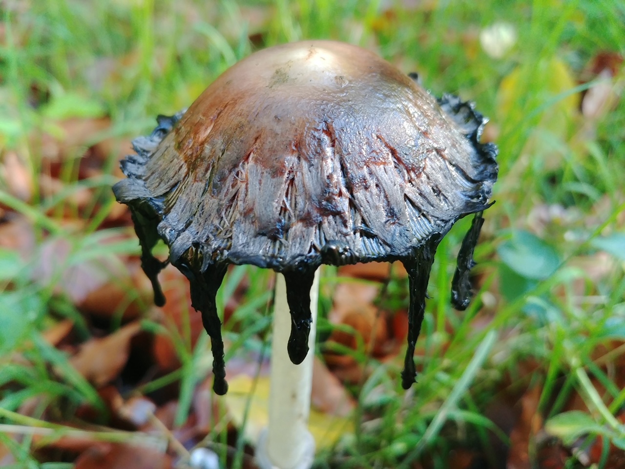 Zen.nl, Zen, meditatie, leren mediteren, foto, sesshin, wedstrijd, schoonheid, vergankelijkheid